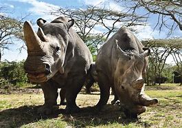 Image result for Rhino