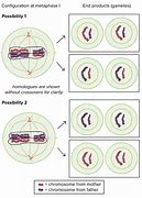 Image result for Product of Meiosis