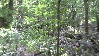 Image result for Bog FieldPod