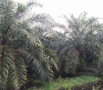 Image result for KELAPA SAWIT