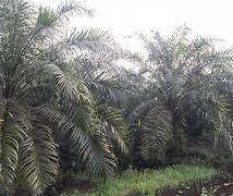 Image result for Kandungan KELAPA SAWIT