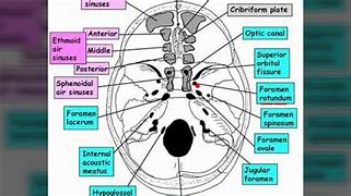 Image result for Body Foramen