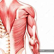 Image result for Back and Arm Muscle Diagram