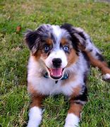 Image result for Australian Shepherd Dog