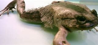 Image result for Harry Frog