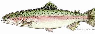 Image result for PA Brown Trout