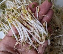 Image result for Grow Mung Bean Sprouts at Home