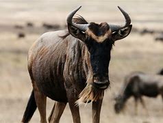 Image result for XI NIU Animal