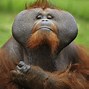 Image result for Orangutan Picture Funny Monkey