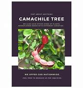 Image result for Camachile Tree Seedlings