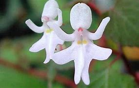 Image result for 10 Most Beautiful Flowers