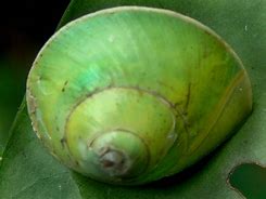 Image result for Green Snail