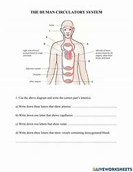 Image result for Human Circulatory System Worksheet