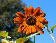 Image result for Angiosperms Landscaping