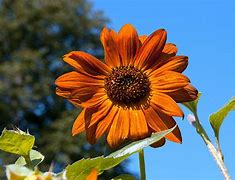 Image result for Angiosperms 1 Seed Leaf