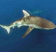 Image result for Dusky Shark Pups