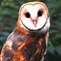 Image result for Barn Owl Wallpaper