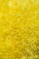 Image result for Yellow Fur Texture