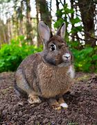 Image result for French Rabbit