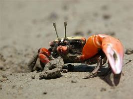 Image result for Fiddler Crab Larva