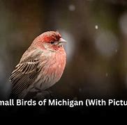 Image result for Small Michigan Birds