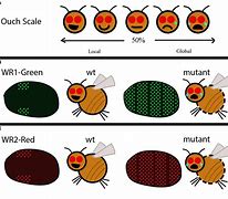 Image result for Fruit Fly Mutations