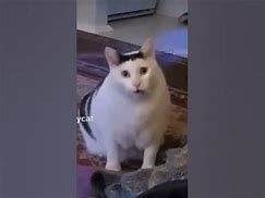 Image result for Uhh Cat Meme