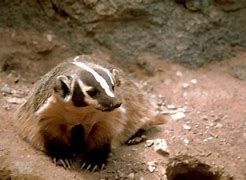 Image result for Kansas Badger