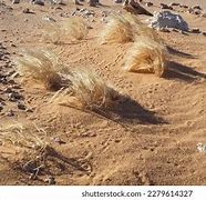 Image result for Hot Desert Plants South Africa