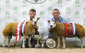 Image result for Beltex Winners