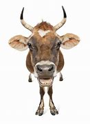 Image result for Cow Face Front Side