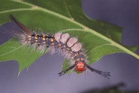 Image result for Tussock Moth Caterpillar Poisonous