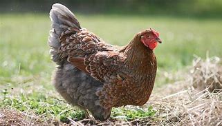 Image result for Blue Chicken Breeds With