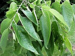 Image result for Hackberry Tree Leaf