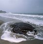 Image result for Turtle Formation