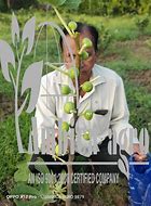 Image result for Anjir Plant