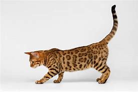 Image result for Cat Tail Hanging Down