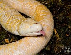 Image result for Two-Legged Worm Lizard