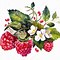 Image result for How to Draw Berries