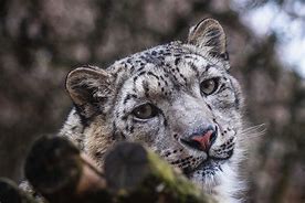 Image result for Snow Leopard Face