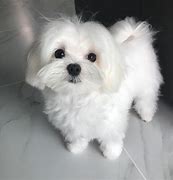 Image result for Adorable Maltese