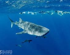 Image result for Shark Eating a Human