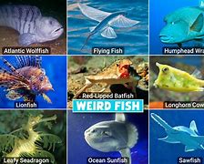 Image result for Oddity Fish