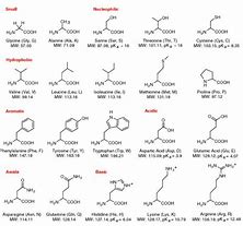 Image result for Protein Assembly