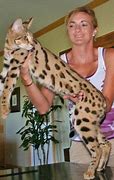 Image result for Domestic Savannah African Serval Cat