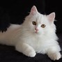 Image result for White Persian Kitten