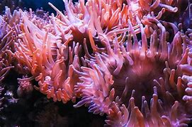 Image result for Anemone Fish No Background