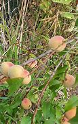 Image result for Identify Peach Tree