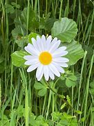 Image result for Daisy Print