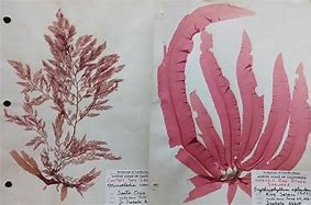 Image result for Red Algae Reproduction